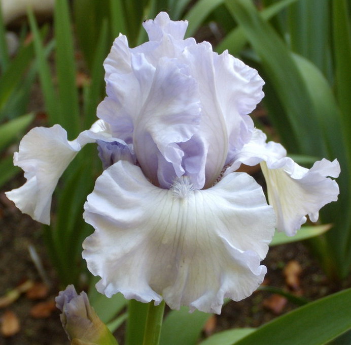 SHADE OF PALE